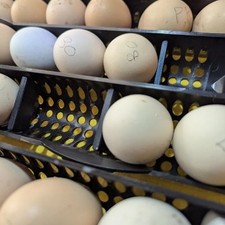Brinsea Ovation Incubator Egg
