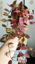 Hoya Walliniana Baby Plant