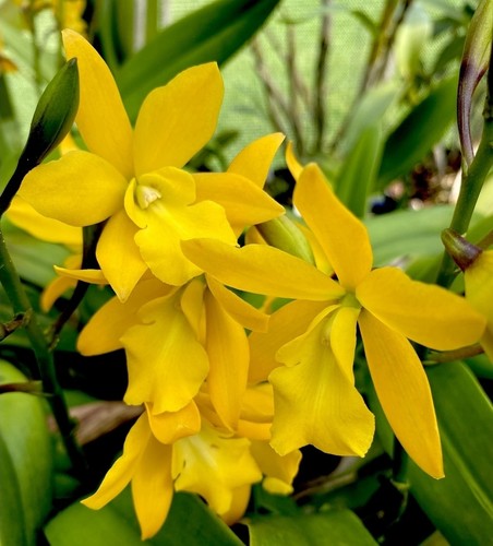 Enanthleya golden sunburst - enanthleya,