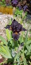 Nearly black iris germanica - black,