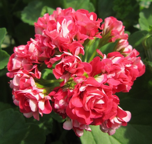 Pelargonium red rambler - red, rambler-