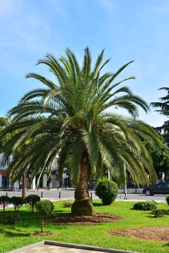 Hardy phoenix palm - 5, seeds