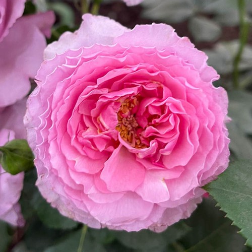 Bush rose platinum jubilee - bush,