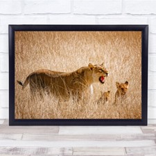 Lion Cubs Wildlife Animal