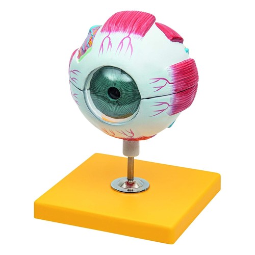 Enlarged human eye anatomy - human,