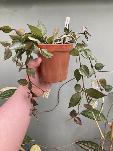Hoya lacunosa krohniana full