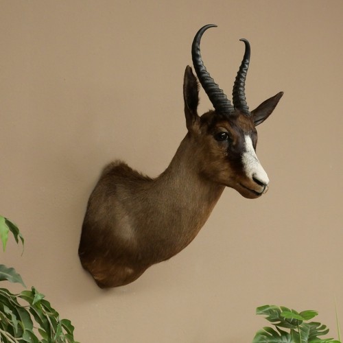 Springbok dark bock cm - springbok, h