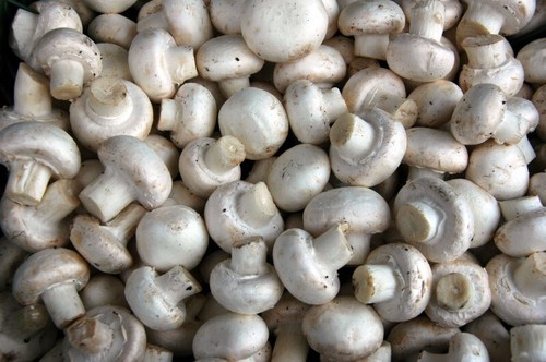 Seeds mushroom button - x,