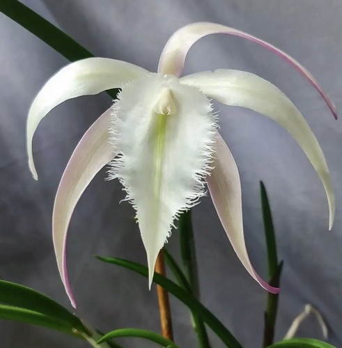 Cattleya david sander - cattleya,