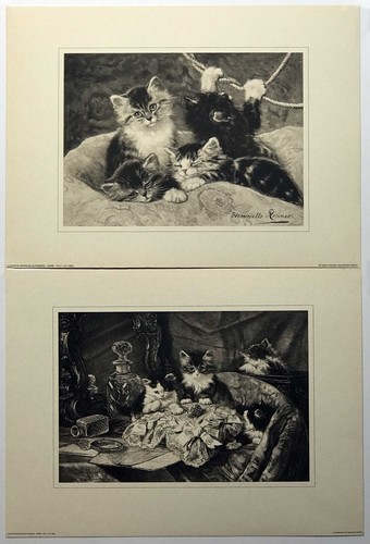 Playful kittens set by - set,