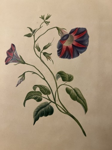 1830s watercolour trumpet - 1830s,