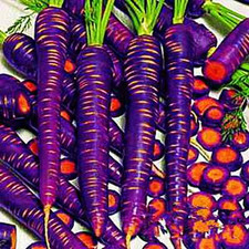 Purple Dragon Carrot Seeds