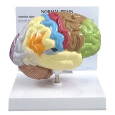 Brain Half Sectioned