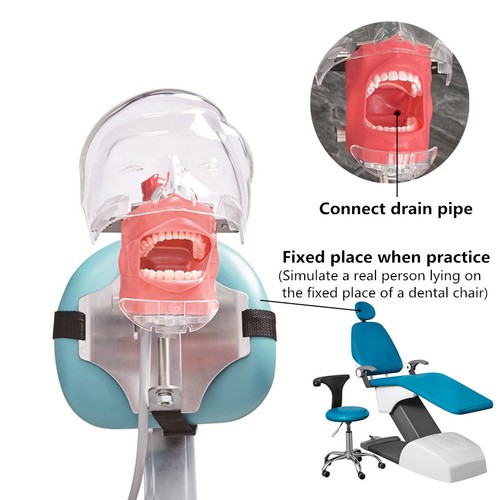 Dental manual manikin - dental,