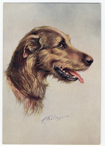 Irish wolfhound 1930 dog - wolfhound, 1930's