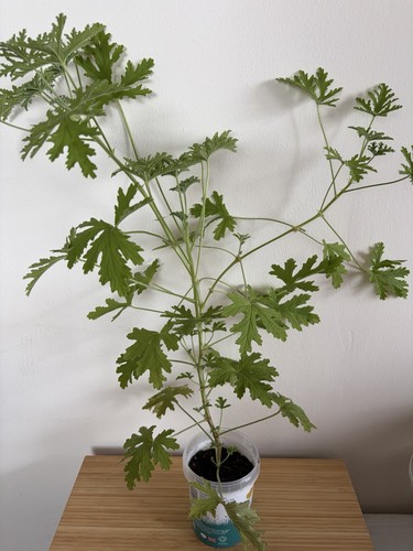Pelargonium lemon scented - pelargonium,