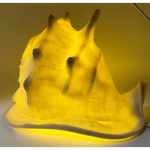 Unique conch shell accent - unique,