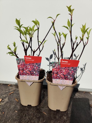 Cornus kesselringii - x, 1l
