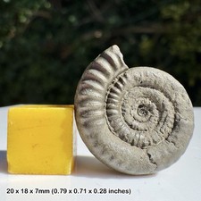 Microderoceras Golden Pyrite Ammonite Fossil Black Ven Marls Lower Lias