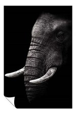 Old Wrinkled Elephant Portrait