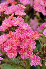 Lewisia cotyledon Pink