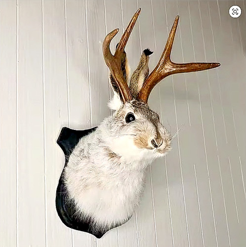 Animal wall sculpture - animal,
