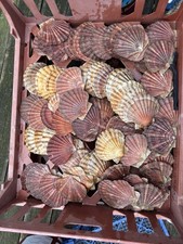 20 King Sea Scallop Shells