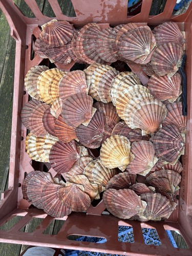 King sea scallop - 20,