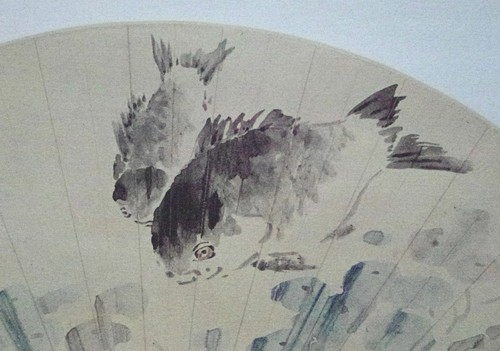 Shubunkin koi carp - shubunkin,