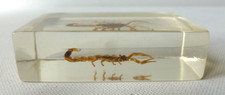 Scorpion Specimen In Acrylic/Resin Small