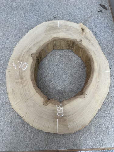 Elm tree slice wood - tree, live