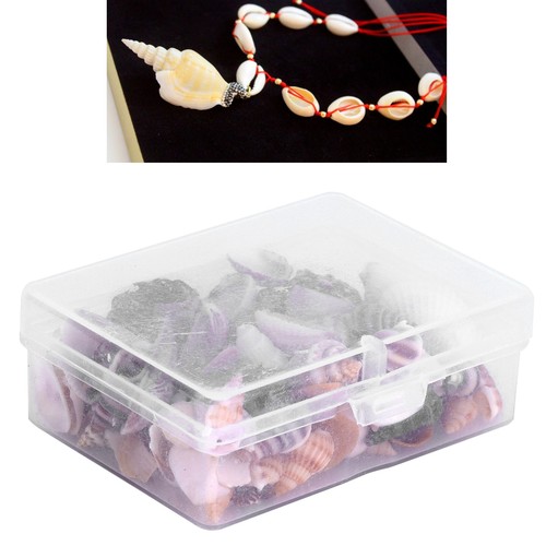 Seashell practical conch - seashell,