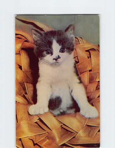 Postcard cute black white - postcard,