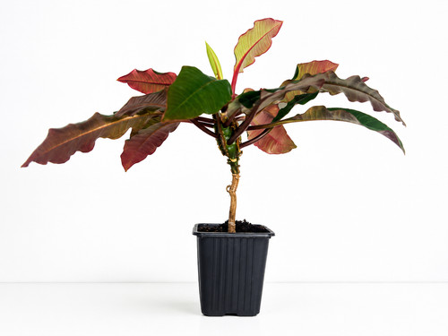 Madagascar jewel euphorbia - jewel,