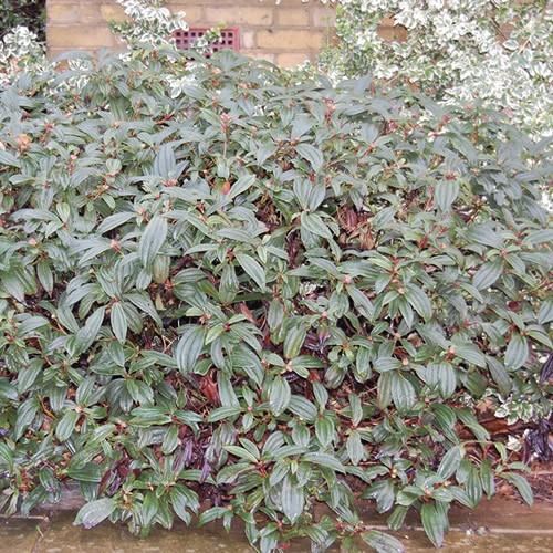 Viburnum davidii evergreen - viburnum,