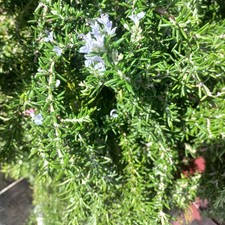 6 Trailing Rosemary Herb Plug