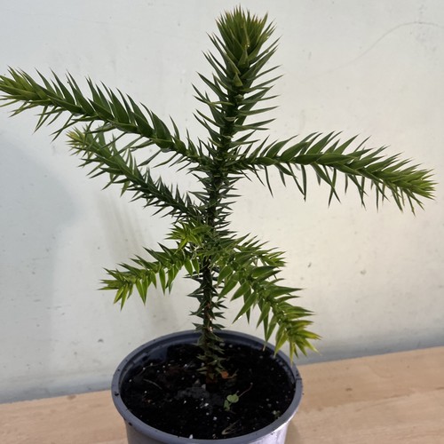 Spikey tree sapling - spikey,