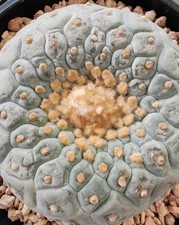 9.1cm Caci WYSIWYG Boutique