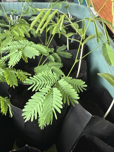 Climbing wattle acacia - climbing,