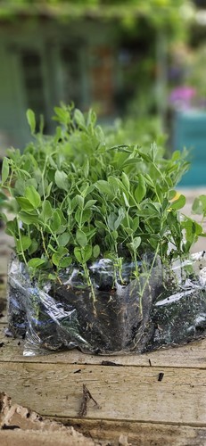 Sweet pea seedlings - pea, –