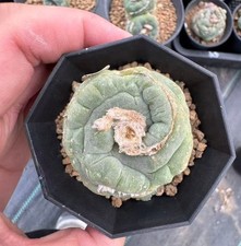 4.1CM  Caci Cristata  WYSIWYG