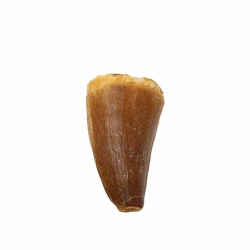 Mosasaur tooth dinosaur - tooth,