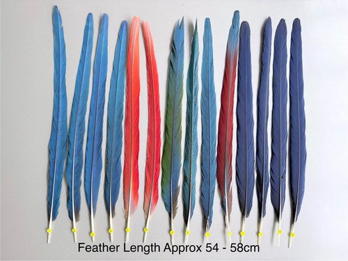 Parrot macaw feather crafts - parrot,