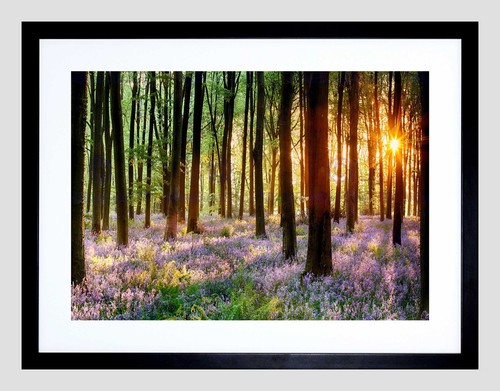 Bluebell wood sunrise tree - wood,
