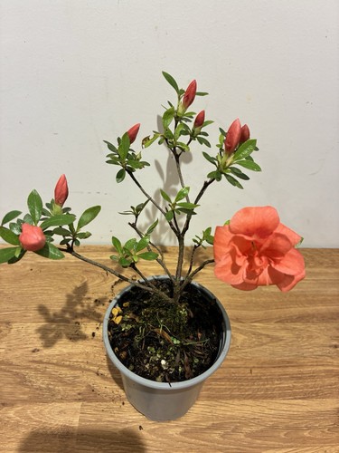 Satsuki azalea - satsuki,