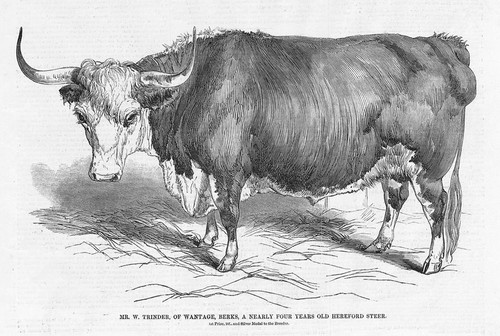 Cattle four year - year, old