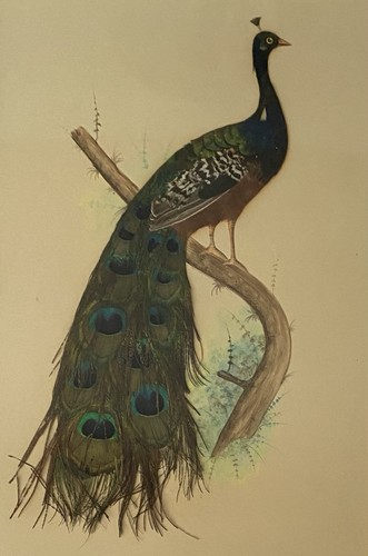 Antique 19th century peacock - antique,