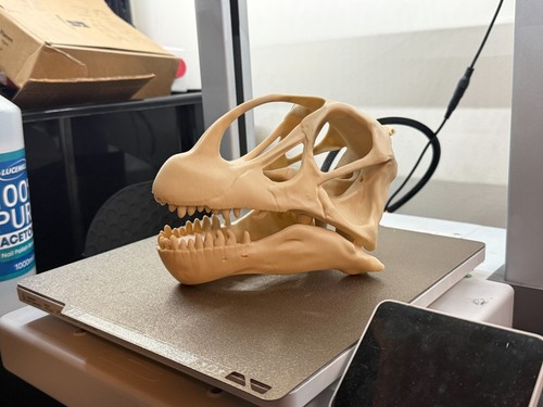 Camarasaurus skull replica - camarasaurus,