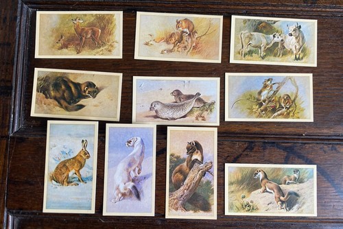 Grandee british mammals - british, cards