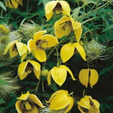 3x PACKS CLEMATIS SEEDS YELLOW BILL MACKENZIE PERENNIAL FLOWER Flowering Cimber